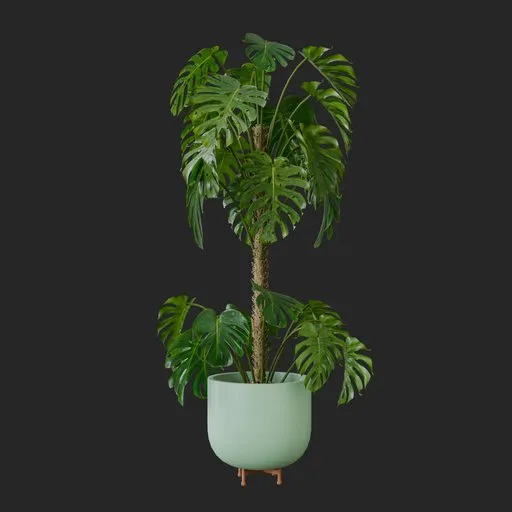 Monstera Plant