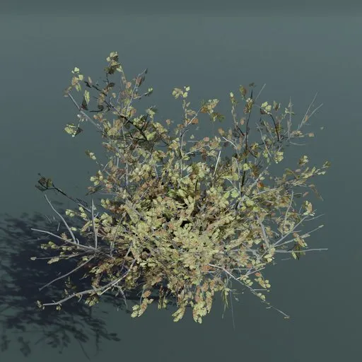Plant Mimosa Aculeaticarpa Large