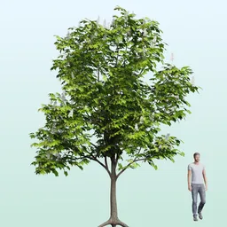 Detailed 3D model of a flowering chestnut tree with realistic leaves, suitable for Blender rendering and spring scenes.