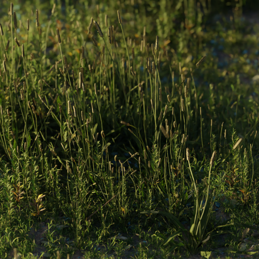 Thumbnail: Ribwort Plantain