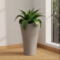 Agave Plant in Modern Tall Pot