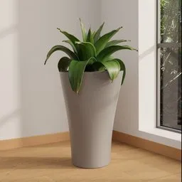 Agave Plant in Modern Tall Pot