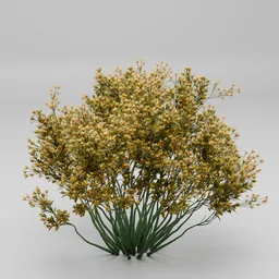 Yellow Waxflower Shrub Garden Plant