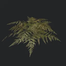 "Discover a stunning Bush Bracken Fern_b1 3D model for Blender 3D. This highly detailed tree model adds a touch of enchantment to any virtual terrarium or forest scene. With hundreds of random limbs and fronds, this fern boasts a unique and graphic appeal while still maintaining the realism of the natural world."