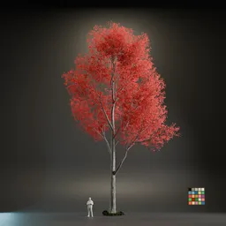 High Quality Japanese Maple
