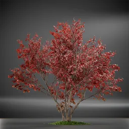 Tree Ruby Slippers Animated