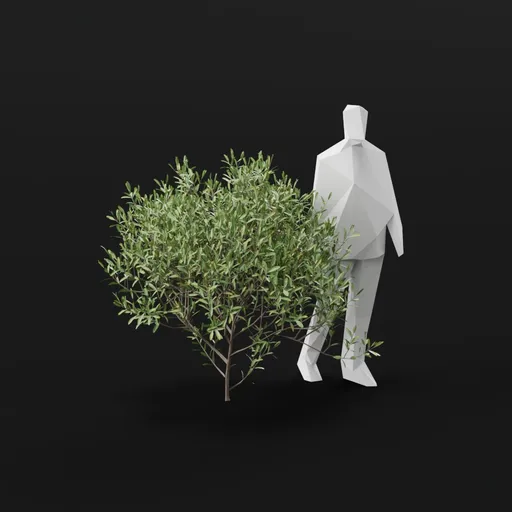 Olive Tree Sap