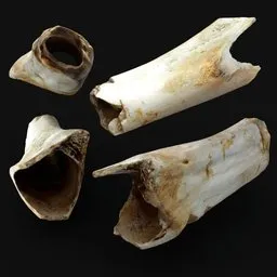 Animal Bone