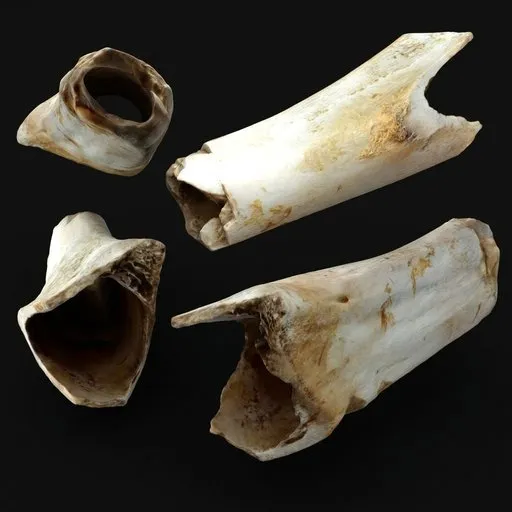 Animal Bone