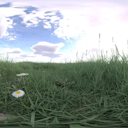 Morning cloud bluesky grass