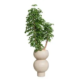 Schefflera Arboricola Umbrella