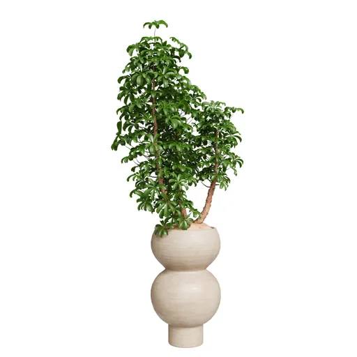 Schefflera Arboricola Umbrella