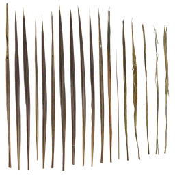 Phormium bronze baby Leaf