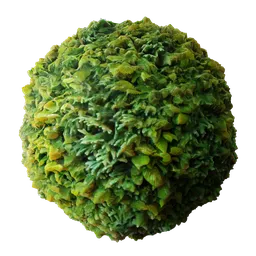 2K PBR texture of Leylandii Privet Hedge with dense foliage for 3D modeling in Blender, ideal for garden scenes.