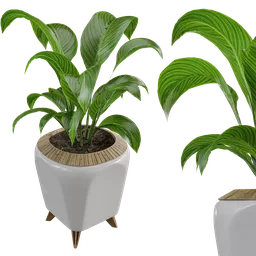 Detailed 3D model of green indoor plant in a white pot, designed for Blender rendering.