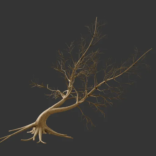 Dry Tree - Leaning Tree