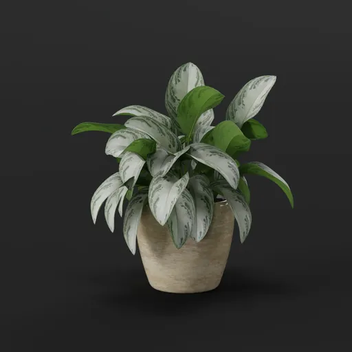 Plant