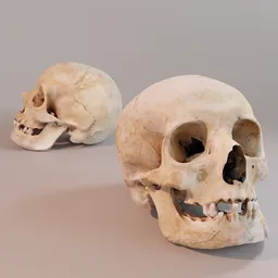 Skull