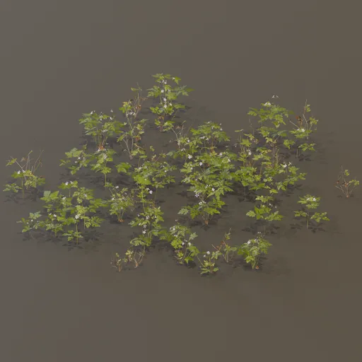 Herb Robert Geranium Robertianum Large