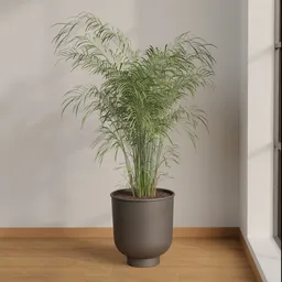 Indoor Areca Palm