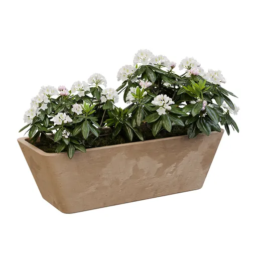 Pure Azalea