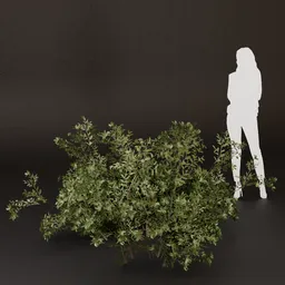 SJ-Forest Silence Moment Bush