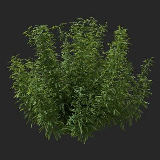 Simple Bush