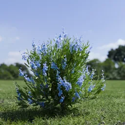 Shurb - Caryopteris Bluebeard ANIMATED