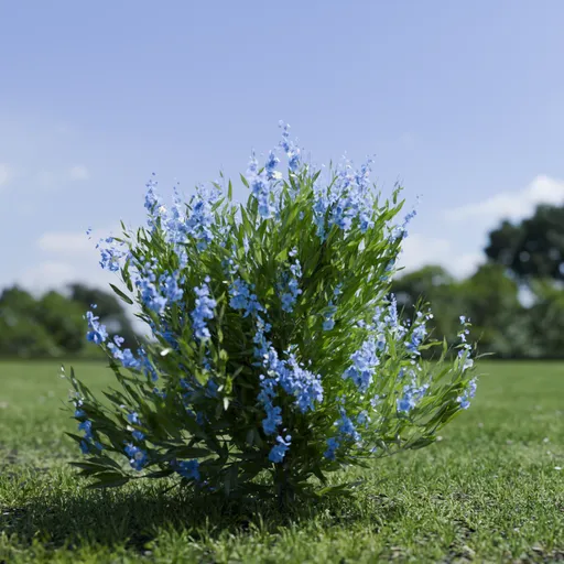 Shurb - Caryopteris Bluebeard ANIMATED