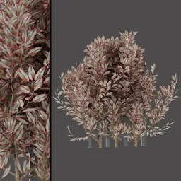 Variegated Red‑Green Shrub