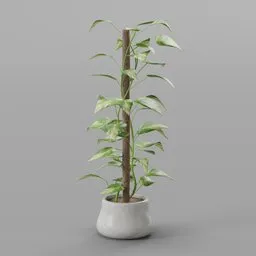 Epipremnum aureum