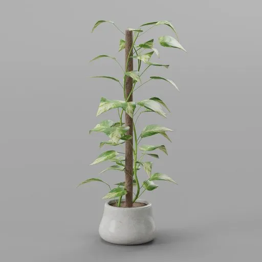 Epipremnum aureum