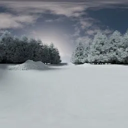 Frozen Forest Clearing Winter