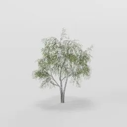 Dense Small Birch Tree