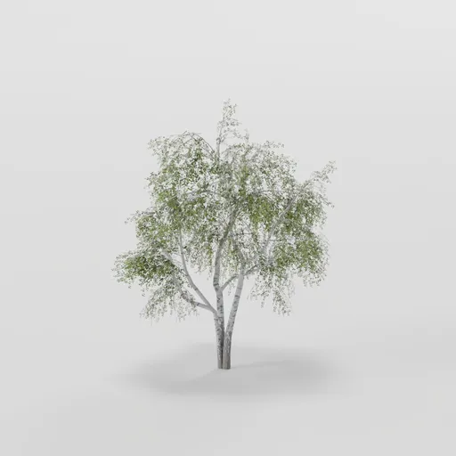 Dense Small Birch Tree