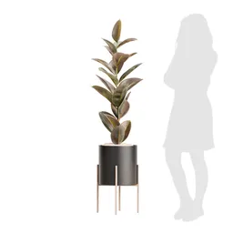 Indoor Plant Rubber Ficus Elastica