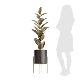 Indoor Plant Rubber Ficus Elastica