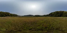 Green grass in the morning