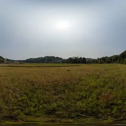 Green grass in the morning