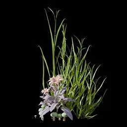 Garden and Yard Plants