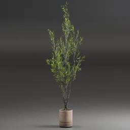 Indoor Plant Olive