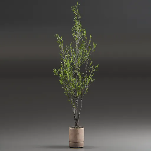 Indoor Plant Olive