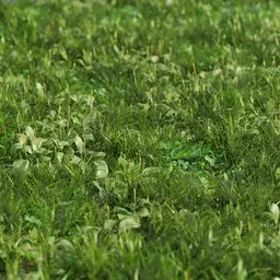 Realistic 3D grass model with plantain and clover textures, designed for Blender renderings.