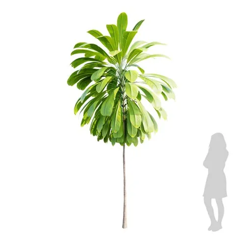 Realistic 3.5m Cordyline Petiolaris 3D model with 4K textures, suitable for Blender rendering and tropical scene design.