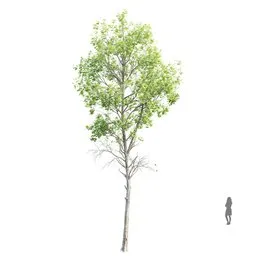 Highly detailed Fagus Sylvatica 3D model, featuring 12.5m height with a scaled human figure for reference, created in Blender.