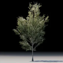 Tree styrak