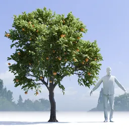 Orange Tree
