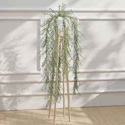 Hanging Willow Plant