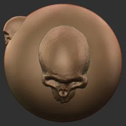 Skull Back View