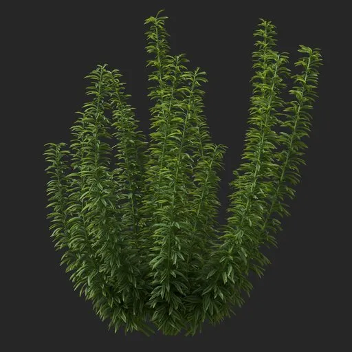 Simple Bush